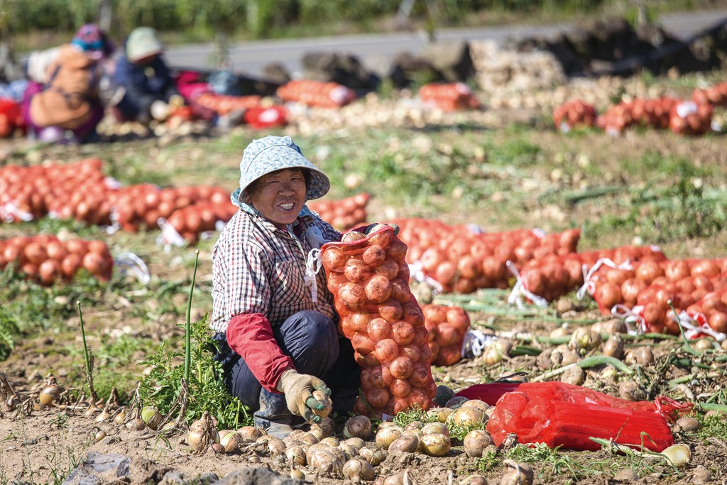 Collecting onions in a field at the base of Dangsanbong Al Oreum #1