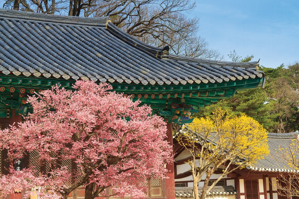 shrine-and-blossoms